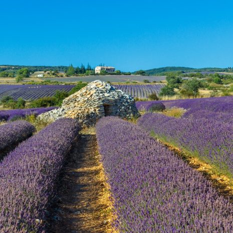 dry-stone-borie-in-lavender-field-typical-stone-shelter-from-provence-picture-id1216538455